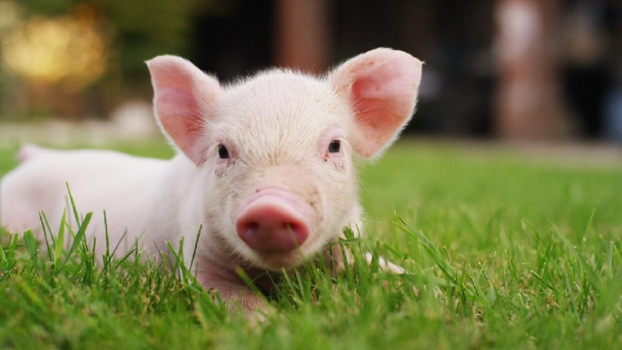 1st March 2024 National Pig Day HD Photos